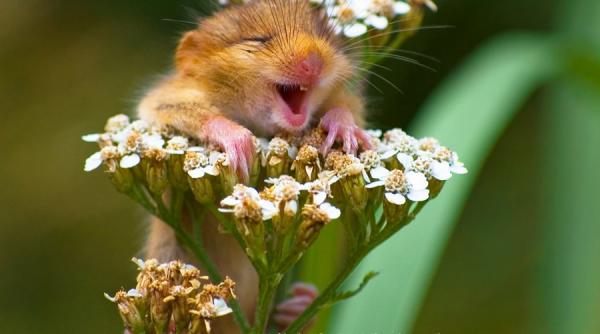 au fost premiate cele mai haioase fotografii cu animale salbatice