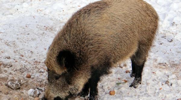 un mistret radioactiv descoperit in suceava animalul a venit de la cernobil