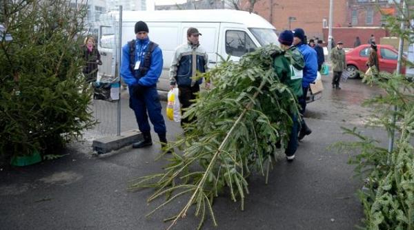 amenzi de 5 milioane lei pentru comert ilegal cu pomi de craciun