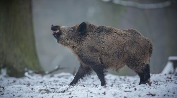 mistret radioactiv la suceava