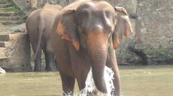 mos craciun a ajuns intr un oras din thailanda calare pe un elefant