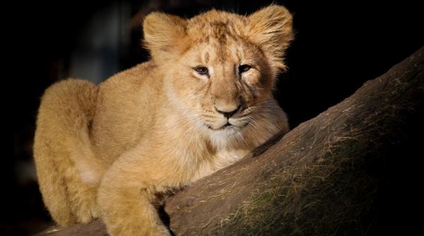 o gradina zoologica din gaza nevoita sa vanda pui de leu pentru a asigura hrana animalelor
