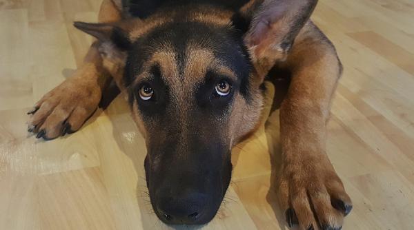 in noaptea de revelion animalele de companie devin extrem de speriate din cauza artificiilor ce trebuie sa facem