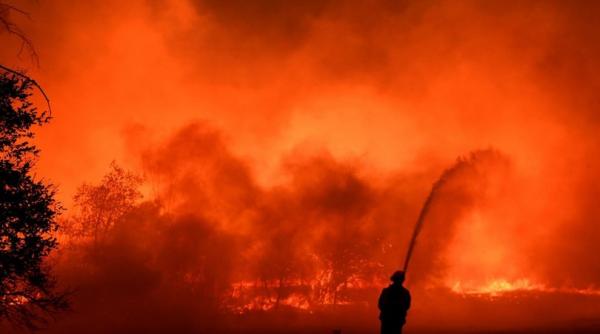 treisprezece maimute au murit intr un incendiu dintr un parc safari din anglia