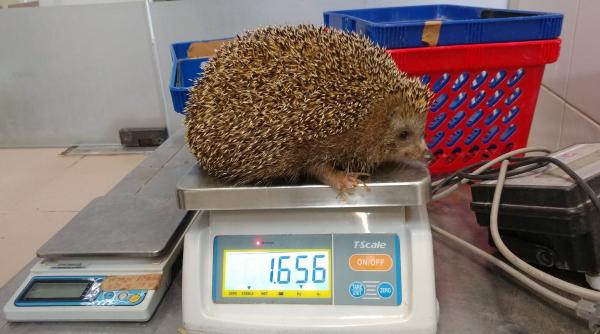 un arici supraponderal a fost pus la dieta