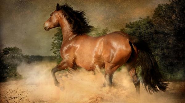 emmanuel macron ii va oferi presedintelui chinez un cal