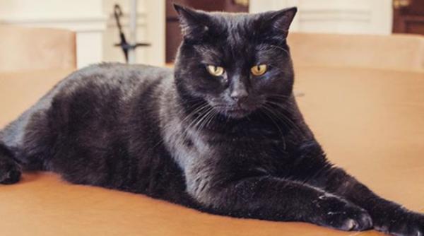 caz socant un motan din marea britanie disparut de acasa a fost gasit dupa 15 ani