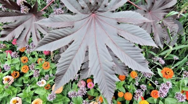 planta cu efecte miraculoase dar uitata de oameni