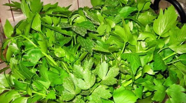 caz socant la pitesti o femeie a fost amendata pentru ca vindea leustean fara eticheta