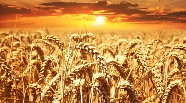 rusia si regiunea marii negre redevin liderii comertului global cu grau