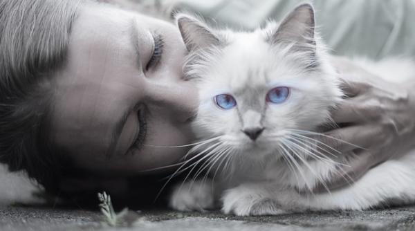 mirositul pisicii o noua moda printre tinerii chinezi