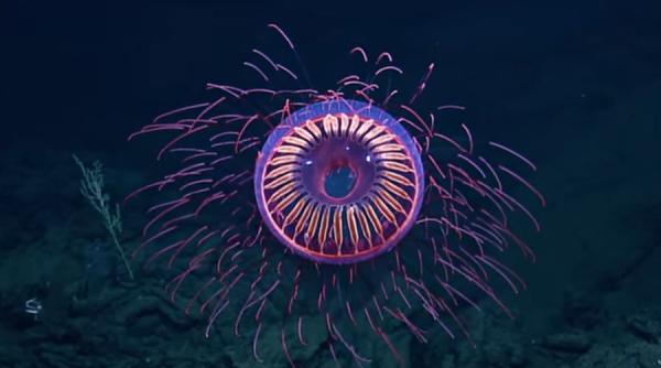 video o meduza ca un foc de artificii descoperita la adancimea de 1500 m