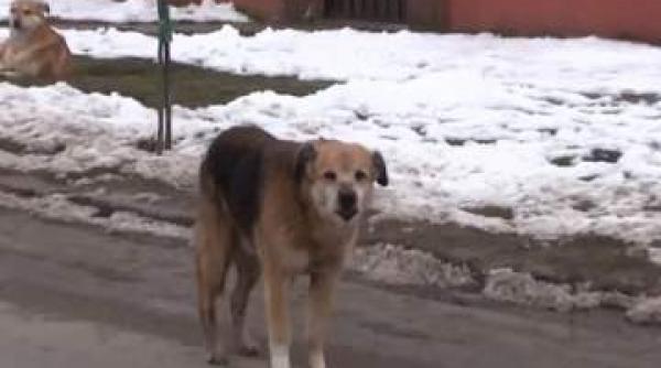 un baietel de 10 ani muscat de maidanezi la calafat a trimis la trei spitale fara ca vreunul sa aiba vaccinul antirabic