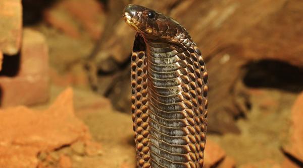 video o cobra uriasa a creat panica pe o sosea din vietnam