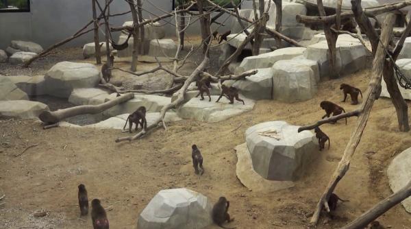 cea mai mare gradina zoologica din paris evacuata dupa ce cei 50 de babuini au evadat