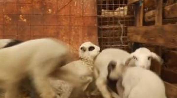 de paste mielul va fi mai scump decat anul trecut