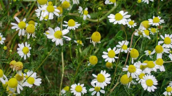 folosirea plantelor medicinale poate fi periculoasa