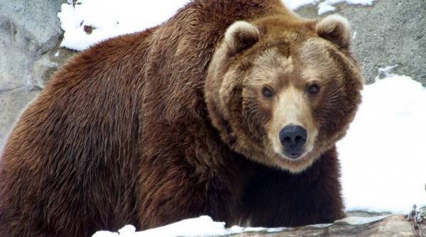 alerta doi ursi au bagat frica in turistii aflati pe o partie din predeal