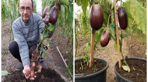 cartoful care face si vinete o noua isprava a nemteanului vali cucu