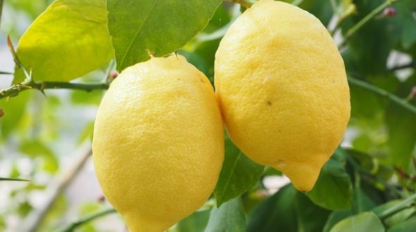 ce se intampla daca mananci lamaie cu hrean