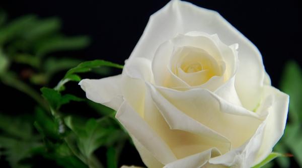 grammy 2018 trandafirii albi simbol al luptei impotriva abuzurilor sexuale