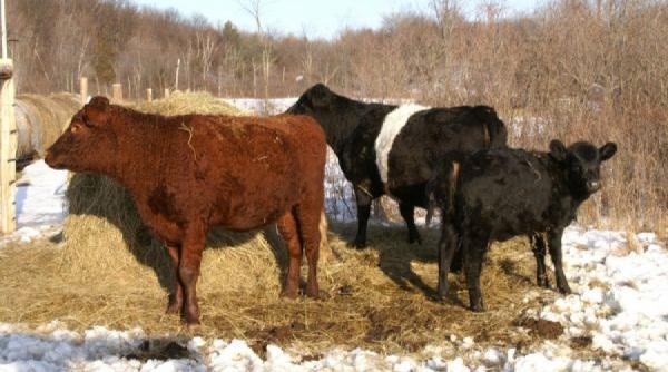 recomandari privind pregatirea si ingrijirea animalelor pe timp de iarna