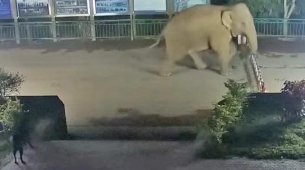 video cum a devenit un elefant imigrant ilegal