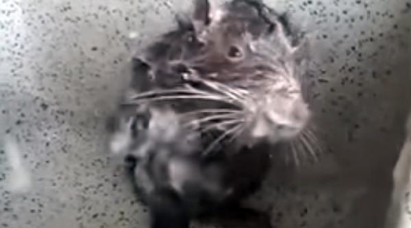 video un sobolan care se spala ca un om a ajuns sa faca valva pe internet