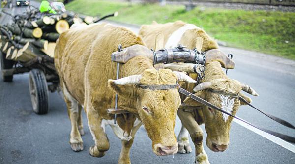 perceptii asupra evolutiei romaniei in 2017 8 din 10 participanti au considerat ca romania a involuat in 2017