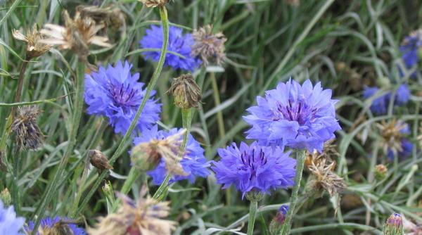 la ce este bun ceaiul de albastrele