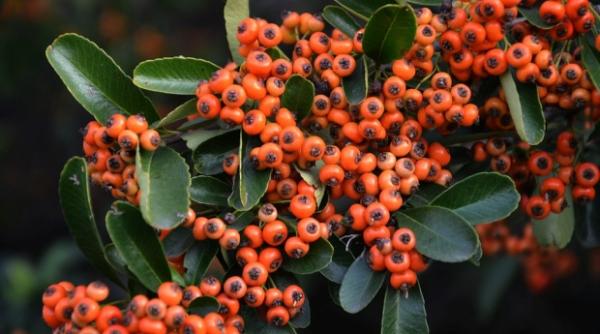 planta care are grija de inima noastra si ne prelungeste viata