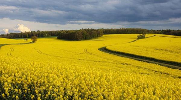 sfaturi pentru agricultori rapita cultura profitabila a anului 2018