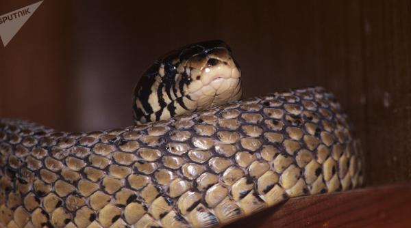 video impresionanta batalie intre o cobra si un piton