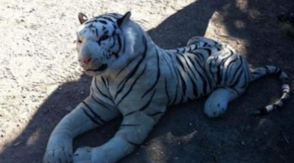 socant un tigru de plus a pus pe jar mai multe echipaje de politie intr o regiune a scotiei