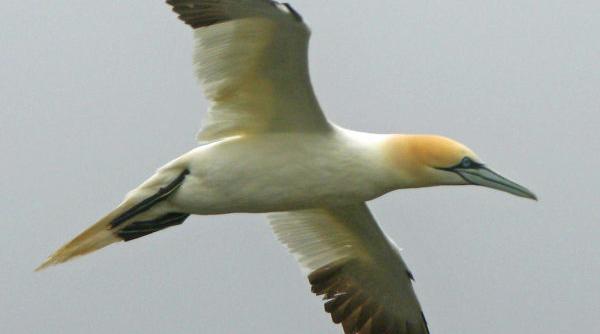 a murit cea mai singura pasare din lume