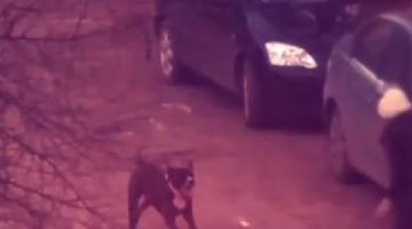 scandalos crescatorii de caini periculosi ignora plata politei de asigurare iar victimele nu sunt despagubite