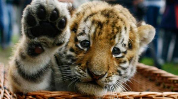 incredibil politia din mexic a descoperit un pui de tigru expediat prin posta