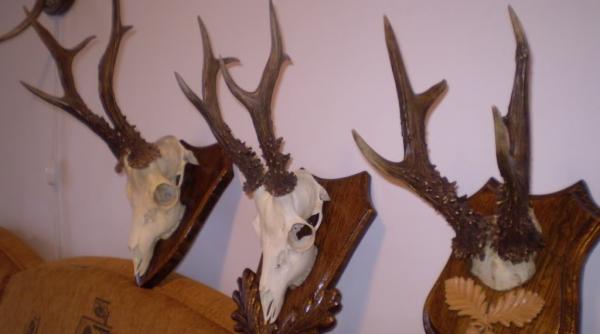 peste 50 de trofee confiscate in urma unui control la vanatorii din timis