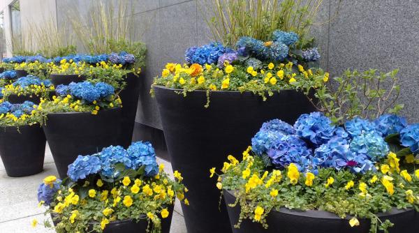 criminalul care isi ingropa victimele in ghivece de flori