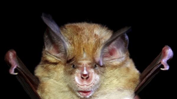 a fost desemnat liliacul anului 2018 in romania sunt sub 1 000 de exemplare