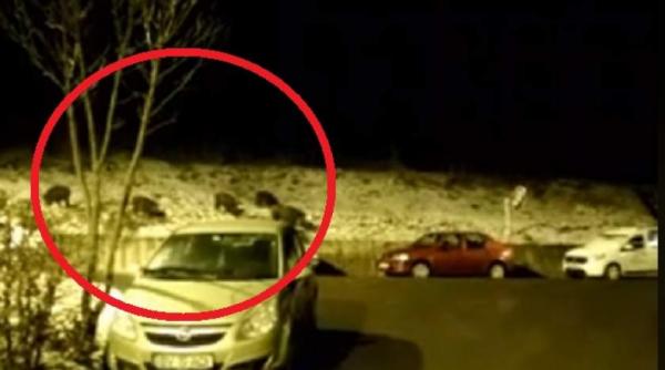 momente de panica la brasov mai multi porci mistreti se plimba nestingheriti pe strazile din centrul orasului