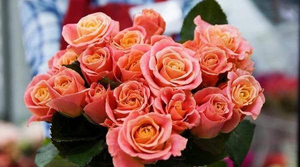 romania a importat trandafiri in valoare de 16 68 milioane euro