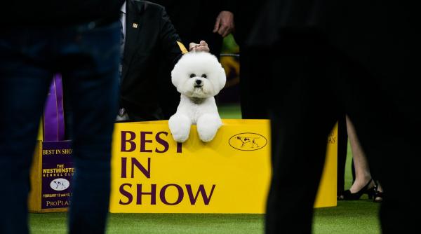 westminster dog show castigat de un caine din rasa bichon frise