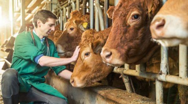 cofinantare ue pentru prevenirea si combaterea bolilor transmisibile la animale