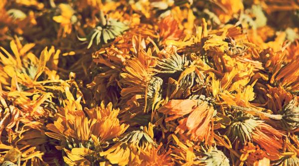 care sunt plantele medicinale recomandate in functie de zodie