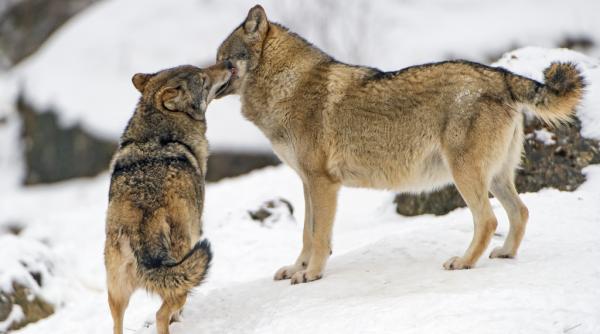 franta permite sacrificarea a maximum 40 de lupi in 2018