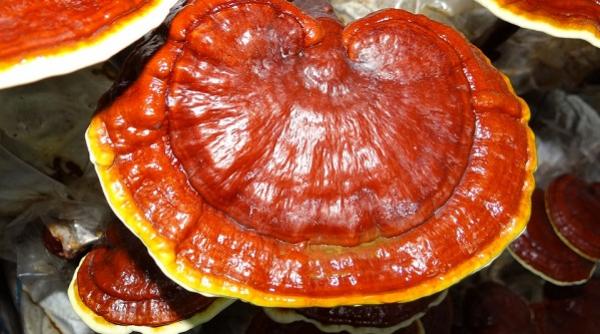 tratamente naturiste ce este ganoderma sau ciuperca lui dumnezeu afla totul despre ea