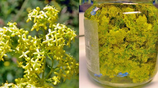 dragaica o planta recomandata in special femeilor