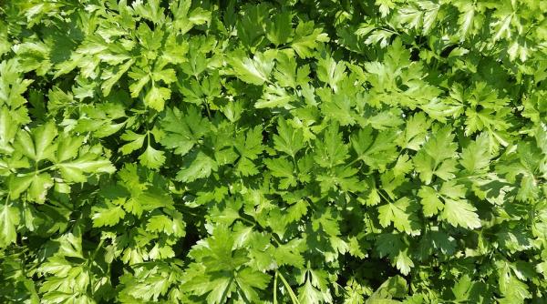 planta care distruge pana la 86 din celulele cancerigene