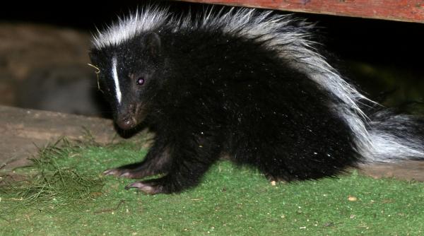 a vrut sa scape de o familie de sconcsi dar deznodamantul nu a fost cel scontat